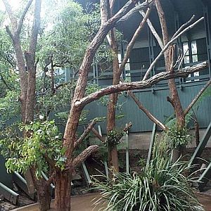 koala exhibit