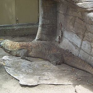 komodo dragon