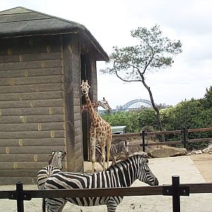 giraffes view