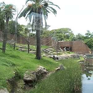 looking across the chimps 2001