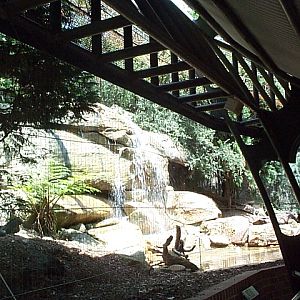 snow leopard exhibit