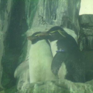 Southern Rockhopper Penguins