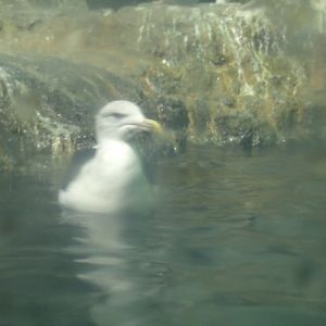 Giant Black-Backed Gull