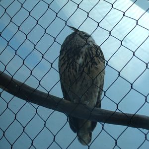 Eurasian Eagle-Owl