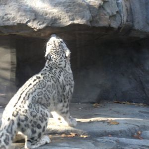 Snow Leopard