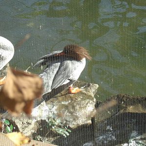 Chinese Mergansers