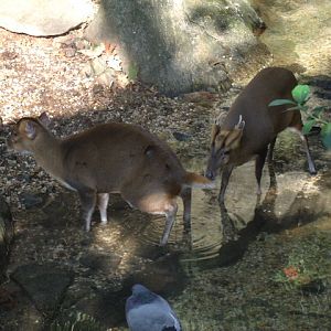 Reeves's Muntjac (and pigeon)