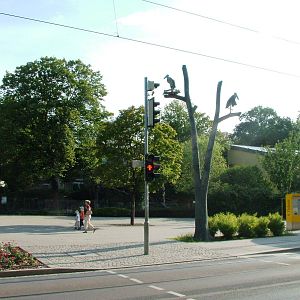 Street Front at Dresden, 29/08/12