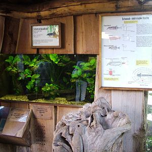 Elephantnose Trunkfish Exhibit at Dresden, 29/08/12