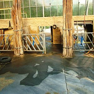 African Elephant Indoor Exhibit at Dresden, 29/08/12