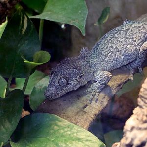 Rhacodactylus auriculatus