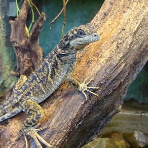 Hydrosaurus pustulatus