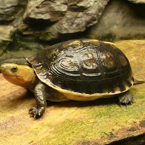 Cuora flavomarginata