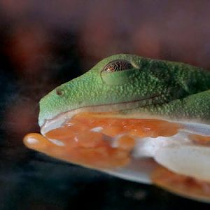 Agalychnis callidryas