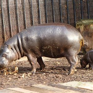 Hexaprotodon liberiensis