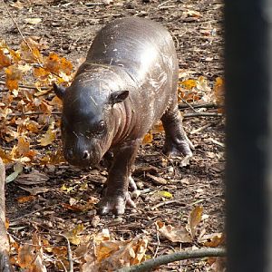 Hexaprotodon liberiensis