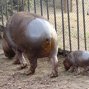 Hexaprotodon liberiensis