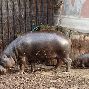 Hexaprotodon liberiensis