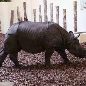 Rhinoceros unicornis