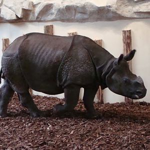 Rhinoceros unicornis