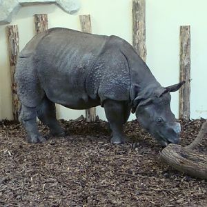 Rhinoceros unicornis