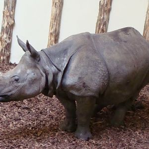 Rhinoceros unicornis