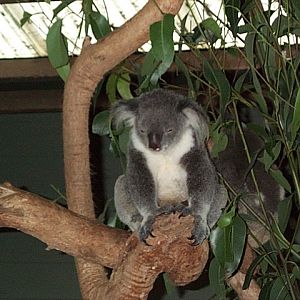 koala Dec 2001