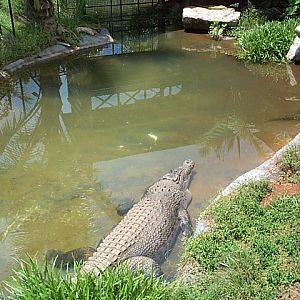 Fresh water crocodile Dec 2001