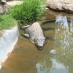 Fresh water croc Dec2001