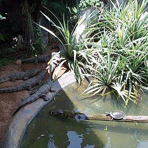 juvenile crocs with terrapins
