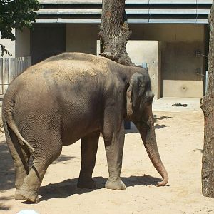 asian elephant