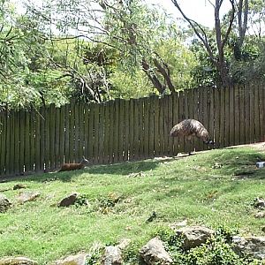 walkthrough outback Dec201