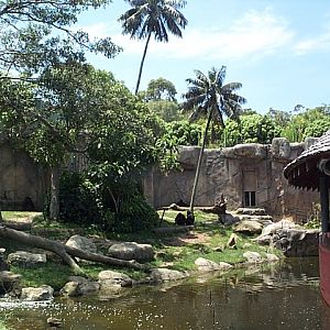 gorillas i think Dec 2001