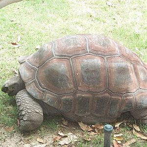 giant tortoise Dec 2001