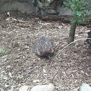 echidna streets animals of the wallomi