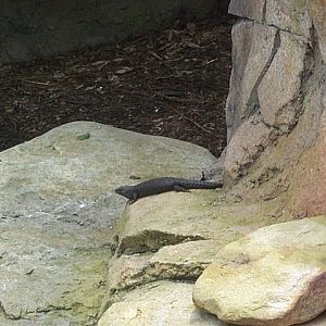 lizrds I forgett which now