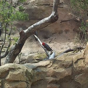 wollemi pines red crested cockatoo?