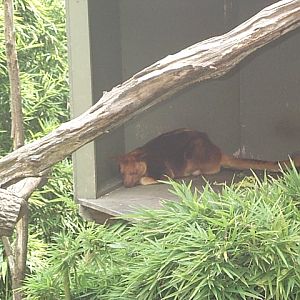 tree kangaroo Dec2001