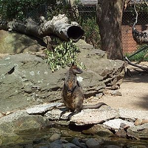 wallaby walk through outback exhibit Dec 2001
