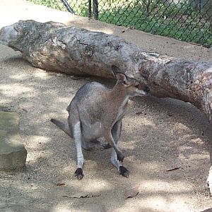 not sure of species, but close up