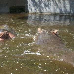 hippo pond
