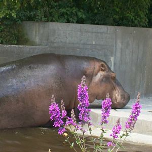 hippo