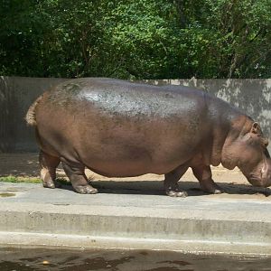 hippo