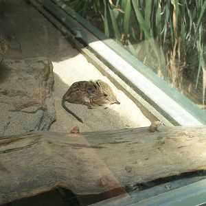 elephant shrew