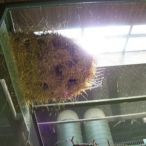 weaver bird nest