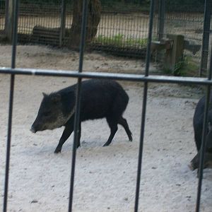 collared peccaries
