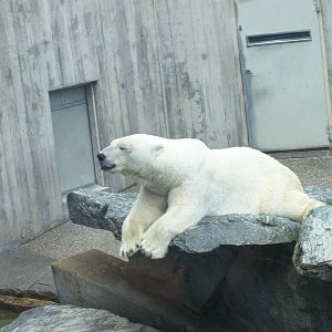 polar bear