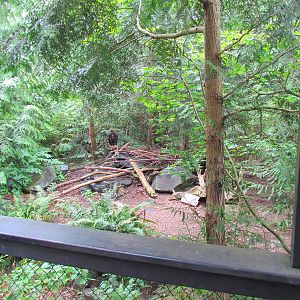 Golden Eagle Exhibit