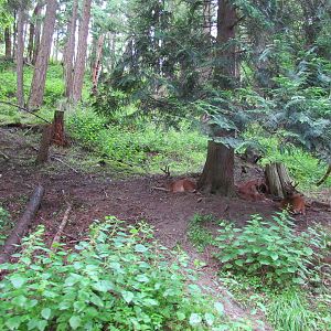 Columbian Black-tailed Deer