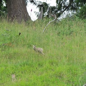 California Bighorn Sheep Lamb